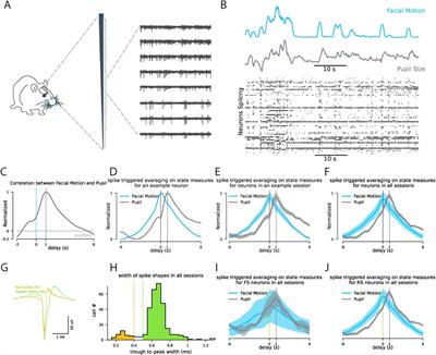 Vasoactive intestinal peptide-expressing interneurons modulate the effect of behavioral state on cortical activity